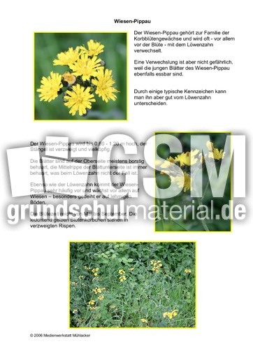 Wiesen-Pippau.pdf
